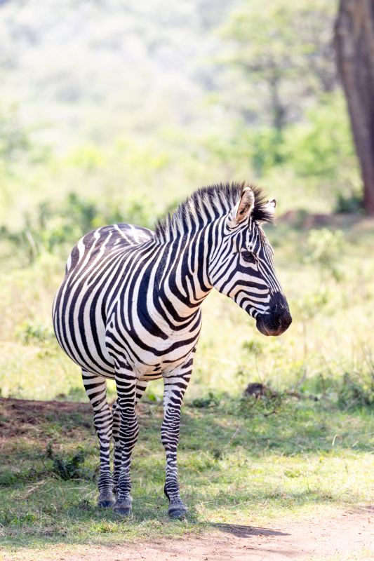 Zebra im Morgenlicht in Kenia